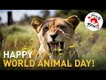 Worldanimalday 