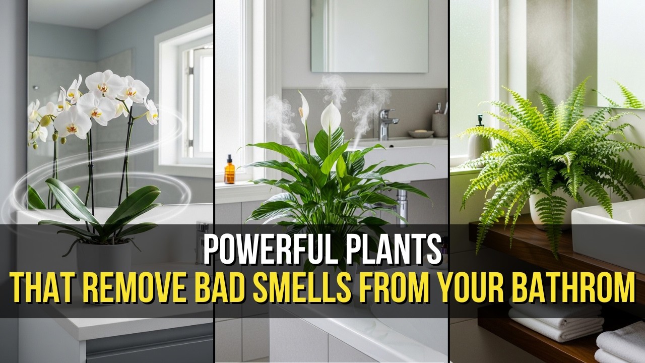 7 Bathroom Plants That Remove Bad Smells Instantly