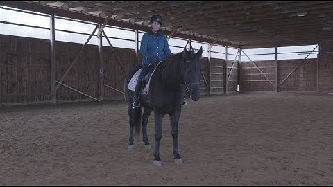 How to keep good Rhythm in the Walk.  #Training Scale, #Dressage, #PS of Sweden, #Trilogy