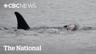 Famous grieving mother orca from endangered pod loses another calf