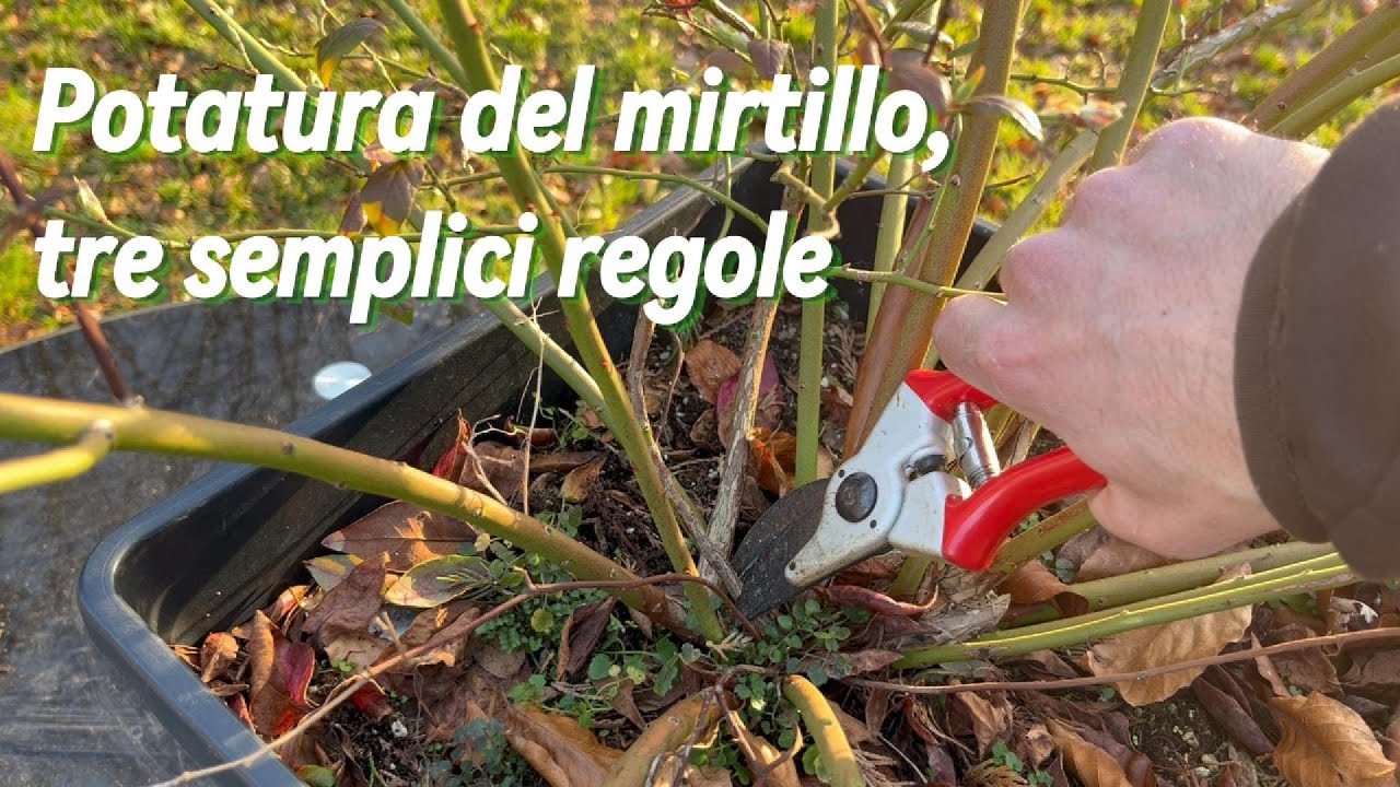 Potare il mirtillo, tre semplici regole