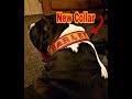 Harley's New Leather Collar Made by C Cee Elliott