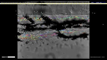 zebrafish blood flow AI tracking