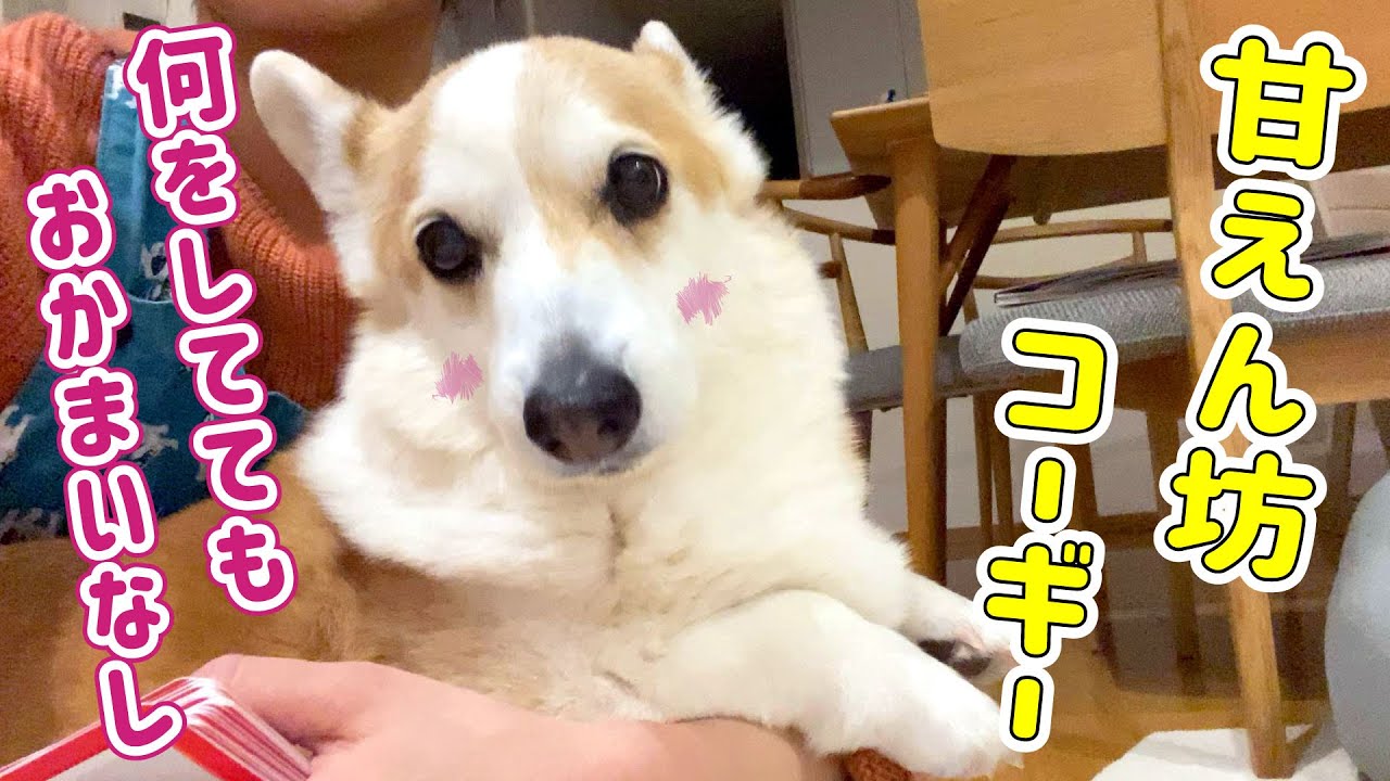 犬の散歩で安易に 伸びるリード を使うと危険が 本当の使い方とは