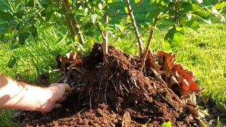 Rooting M111 Apple Rootstock