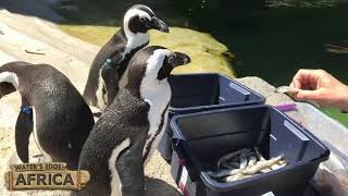 Meet the African Penguins!