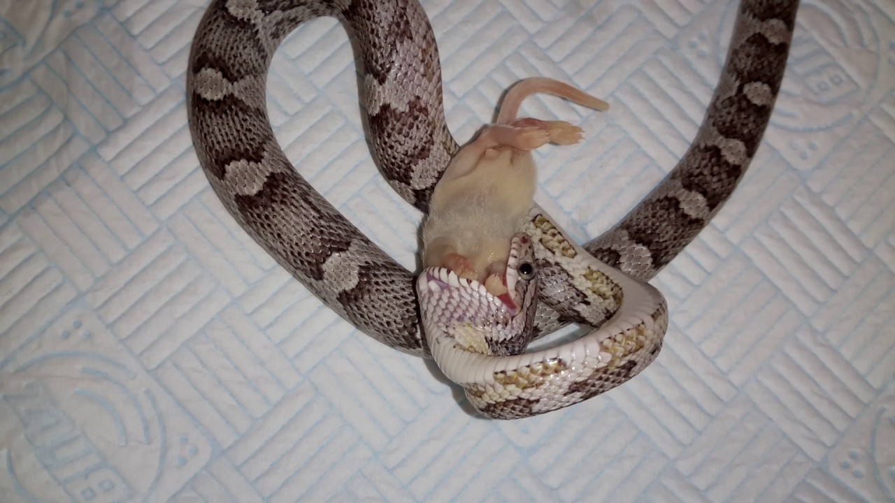 camera iphone 8 plus apk Feeding 8 grams fluff to my 9 month old corn snake Anery (10 minutes feed - biggest mouse so far)