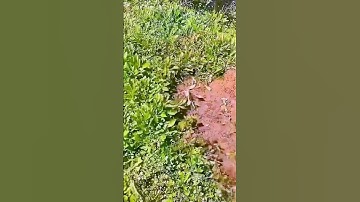 The process of clearing weeds - good tools and machinery can improve work efficiency