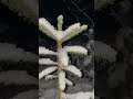 Schneewald