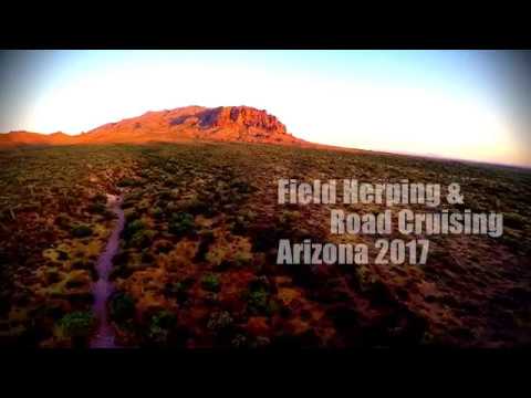 western diamondback rattlesnake facts Little road cruisin in june, 2017