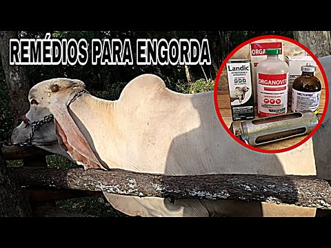 COMO ENGORDAR VACA MAGRA , BOI MAGRO..?! (REMÉDIOS PARA ENGORDA DE BOVINOS) 💉 *Lida gado*