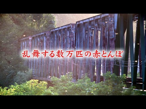 乱舞する数万匹の赤とんぼ（富山県立山町岩峅寺）※大きいモニターでの視聴をオススメします