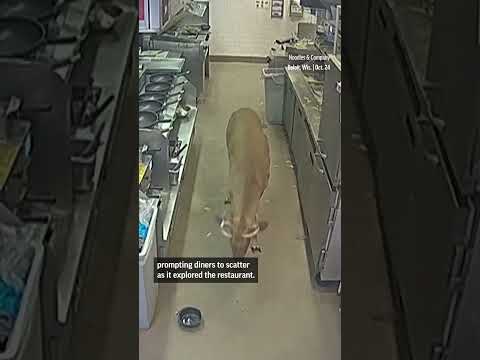 Deer crashes through window at Wisconson restaurant