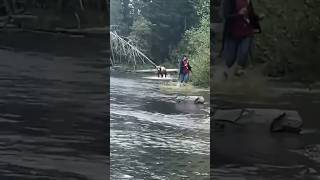 Celebrity Grizzly Bear Attacks Fisherman While Catching Fish! 😱🐻🎣 | Unbelievable Wild Moment Caught on Camera Profile