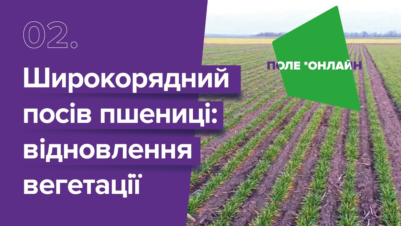 Широкорядний посів пшениці: відновлення вегетації після зимівлі