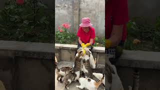 Who says that native cats are not rare? Cats make delicious food. Little native cats are really