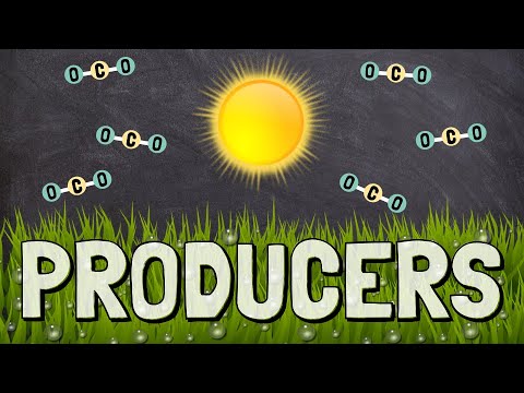 What Are Called Autotrophs