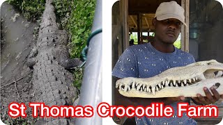 I visited a crocodile farm in st.Thomas Jamaica