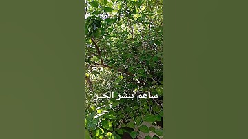 سورة الكوثر بصوت حمزة محمد #المصحف #قران #الرحمن #اكسبلور #لايك