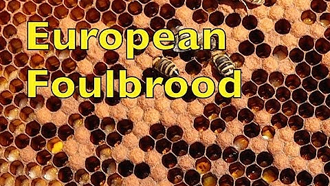 European Foulbrood; An Experimental Treatment