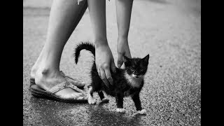 ПОДОБРАЛИ КОТЕНКА С УЛИЦЫ. ЧТО ДЕЛАТЬ ДАЛЬШЕ? ПОДОБРАЛИ КОТЕНКА С УЛИЦЫ. ЧТО ДЕЛАТЬ ДАЛЬШЕ?