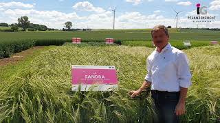 Wintergerste Sandra Zz - Spitze In Ertrag Und Qualität