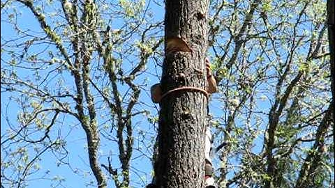 Sean chunking down a doug-fir