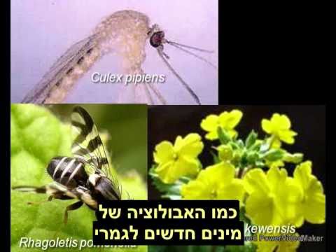 וִידֵאוֹ: מהי עובדה מדעית