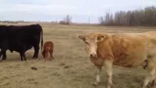 Circle C Farm Angus X Cow/Calf Pairs