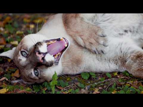 Code Of The Wild Power Fragility Of Nature 4K