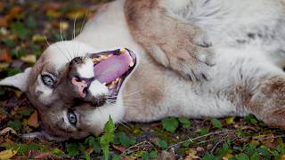 Le Code De La Vie Sauvage - Puissance Et Fragilité Des Animaux - 4K