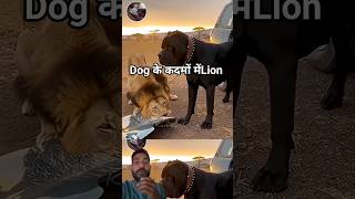 Dog के कदमों में Lion 🦁 ⚔️#dog #lion ##animals #wildlife #zoo #viralvideo #trending #shorts