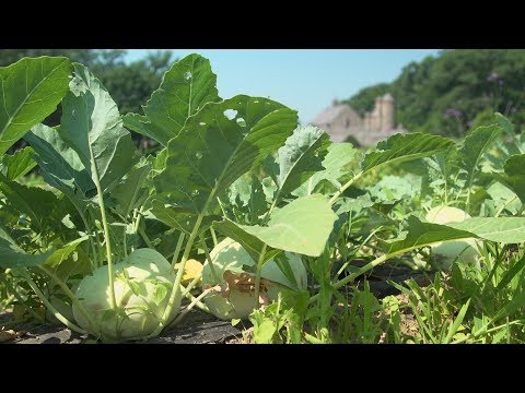 Is Kohlrabi A Perennial