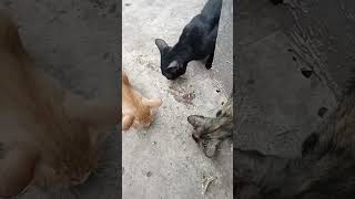 #ตลกขำๆ #แมว #cat #แมวน่ารัก #คลายเครียด