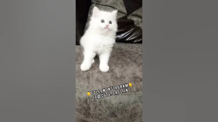 Video 449151: persian kitten, cute cats fluffy white, white male cat, cutecat