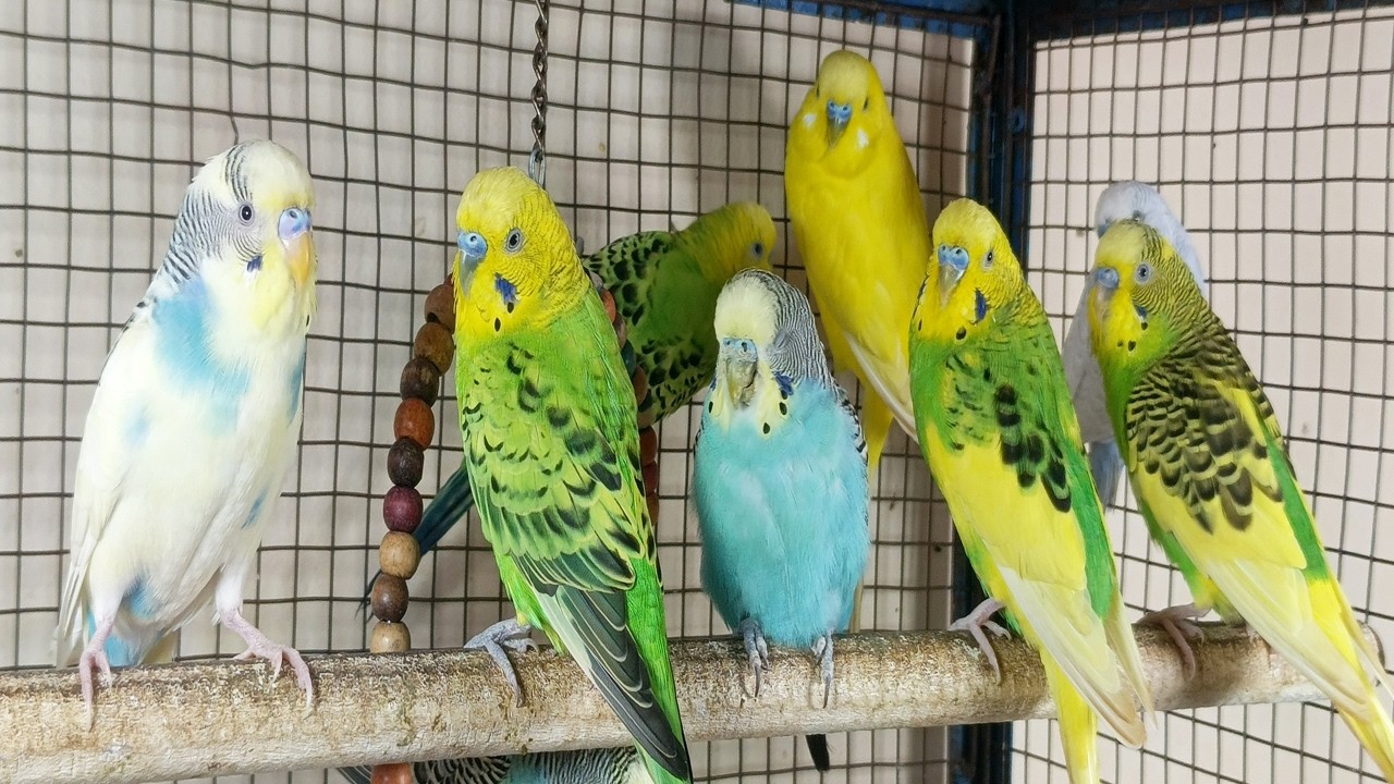 12 Hours of Happy Parakeet Sounds 🐦🎶 | Comforting Chirps for Your Sad & Lonely Budgies