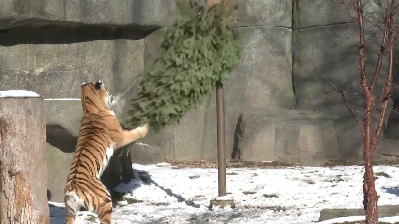 Zoo uses old Christmas trees for animal treat YouTube