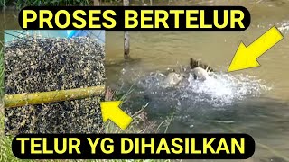 PEMIJAHAN IKAN MAS SECARA ALAMI || PROSES BERTELUR TERJADI DI SIANG HARI