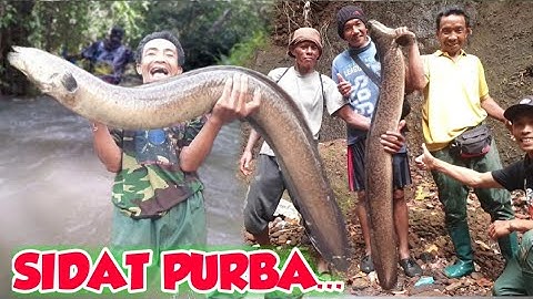 VIRAL... ‼️KUMPULAN STRIKE SIDAT RAKSASA, SIDAT PURBA YANG PERNAH TEREKAM CAMERA | BIG EEL