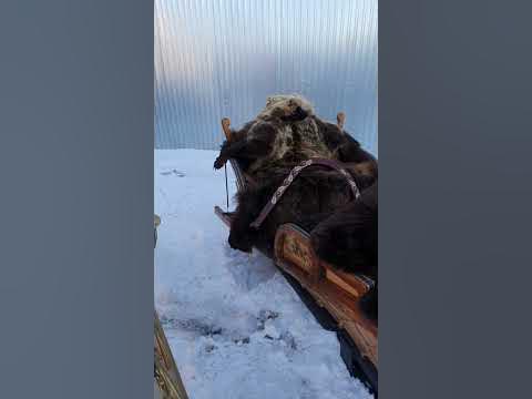 Сани РУССКИЕ и ЕВРОПЕЙСКИЕ - YouTube