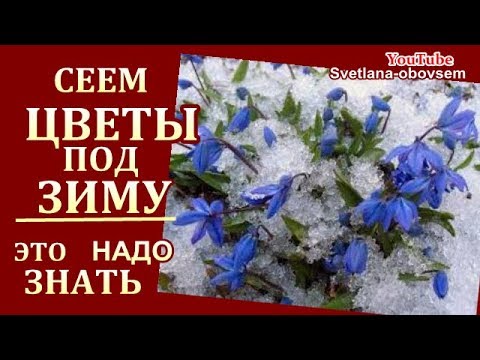 ПОСЕВ ЦВЕТОВ ПОД ЗИМУ..СЕЕМ ОДНОЛЕТКИ, МНОГОЛЕТКИ. СЕКРЕТЫ ПОСАДКИ,ПОДГОТОВКА ГРЯДКИ.СРОКИ ПОСЕВА.