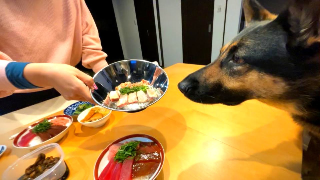 今日は 愛犬も一緒にまぐろ丼を食べる日 ちょっと 待て ね って お手 ちゃうーｗ 維桜さんブログ