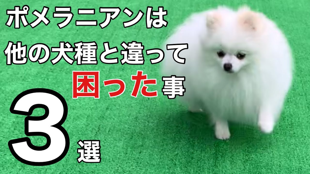ポメラニアンを飼って 他の犬種と違って困ったと感じたことベスト３ 困っても結局は可愛いんですよね Youtube