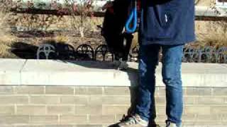 Nickel-Available At The Humane Society Of Missouri