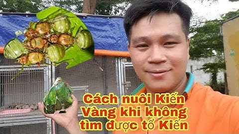 Hướng dẫn dụ kiến vàng về làm tổ