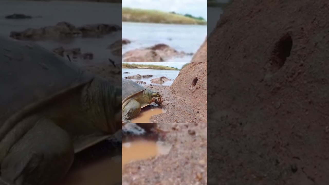 Turtle eating crab 