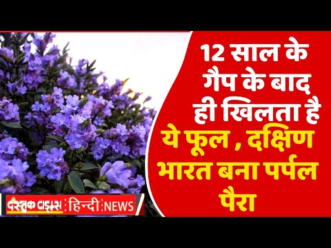 2 साल के गैप के बाद ही खिलता है ये फूल , दक्षिण भारत बना पर्पल पैराडाइज