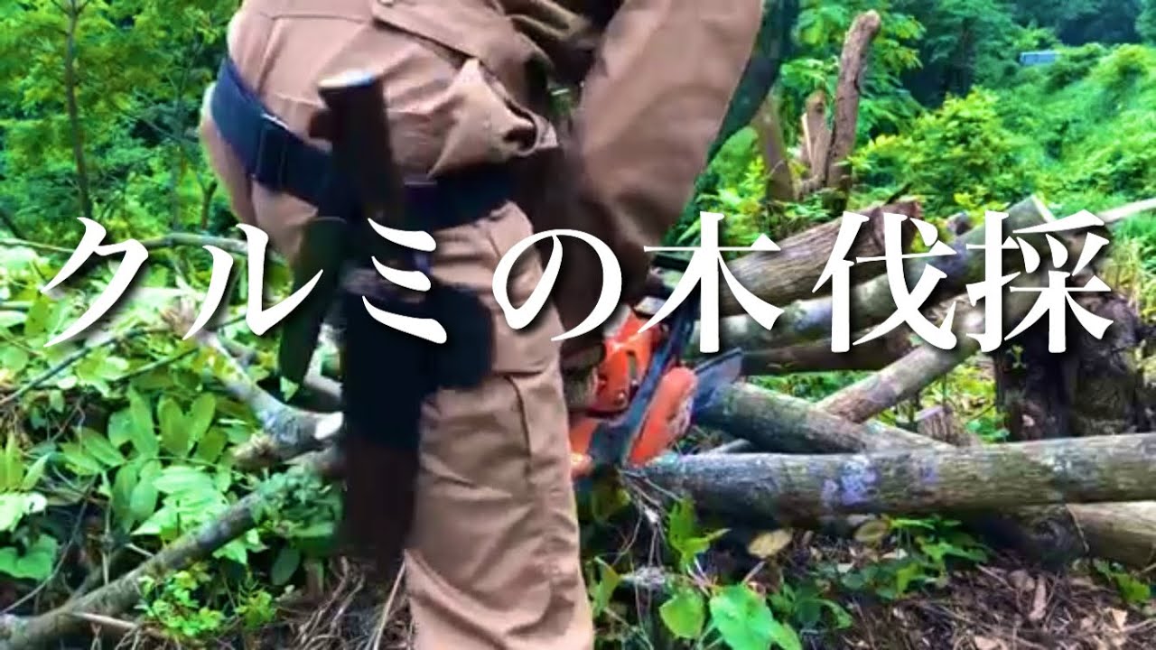 クルミの木 伐採〜in小国町〜 - YouTube