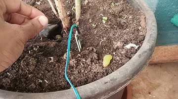 9#Interfacing Moisture Sensor with Arduino