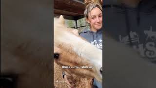 Meet The Bashkir Curly The Only Hypoallergenic Horse In The World